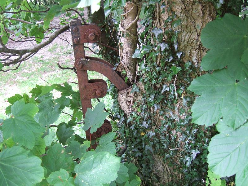 DSCF4166.JPG - The tree has completely eaten the support